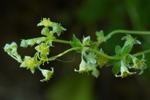 Alchemilla hoppeana, photograph 6
