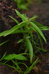 Ceropegia malwanensis