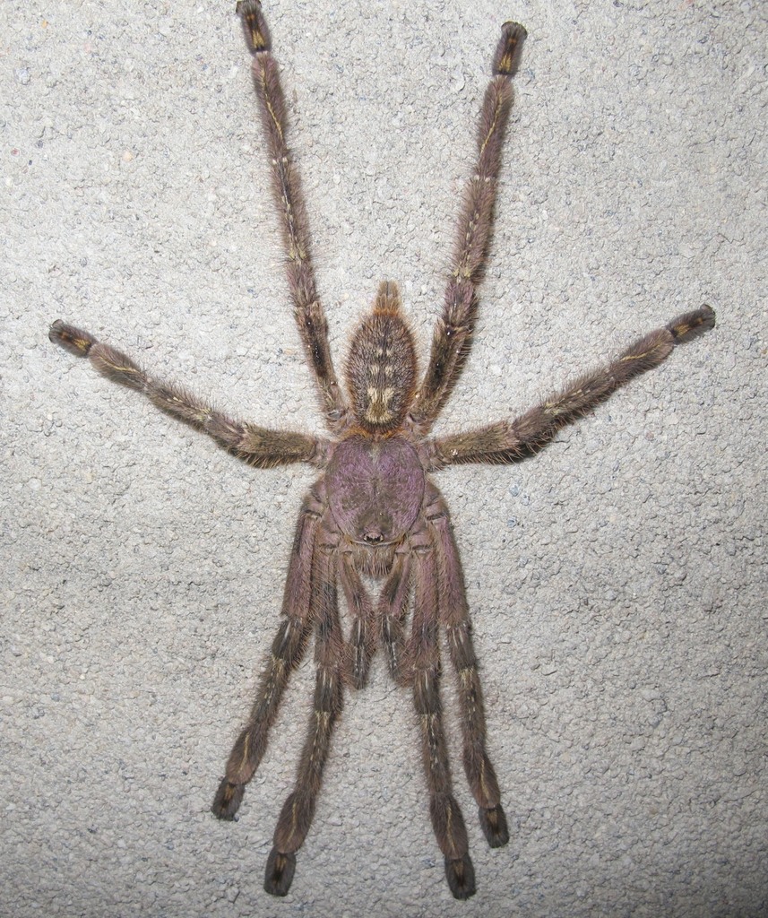 Ornementale ivoire des hautes terres (Poecilotheria subfusca)