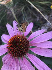 Calpodes ethlius