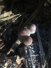 Mycena bulliformis