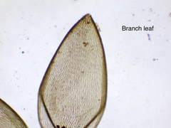 Sphagnum subsecundum