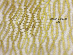 Sphagnum subsecundum