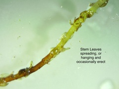 Sphagnum subsecundum