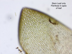 Sphagnum subsecundum