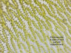 Sphagnum subsecundum