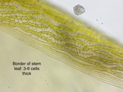 Sphagnum subsecundum