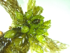 Sphagnum subsecundum