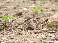 Aspidoscelis maximus