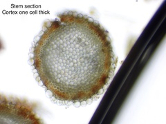 Sphagnum subsecundum