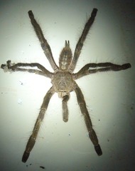 Poecilotheria subfusca