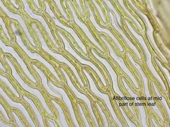 Sphagnum subsecundum