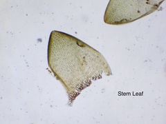 Sphagnum subsecundum