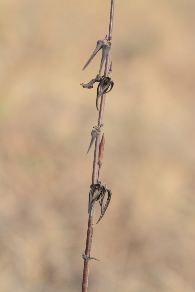Ceropegia kolarensis, Pune, Maharashtra, India