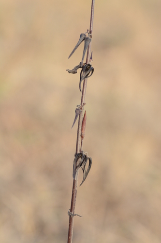 Ceropegia kolarensis