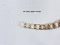 Sphagnum subsecundum