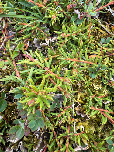 marsh Labrador tea