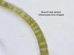 Sphagnum subsecundum