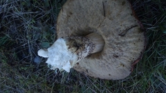 Leccinum manzanitae