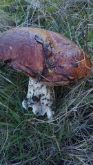 Leccinum manzanitae