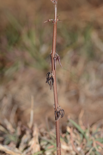 Ceropegia kolarensis
