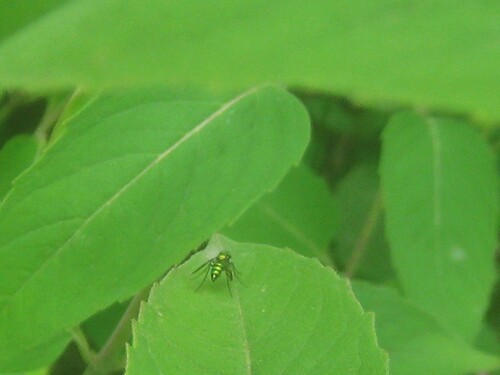 Unknown species found near Flathead County, US-MT, US