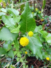 Podanthus ovatifolius