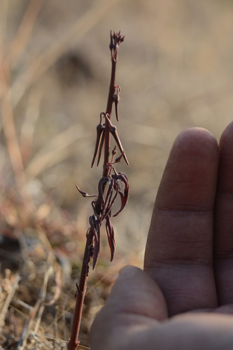 Ceropegia kolarensis