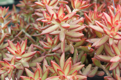 Sedum adolphi