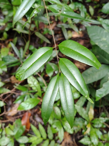 Syzygium rubicundum, 2025-08-09