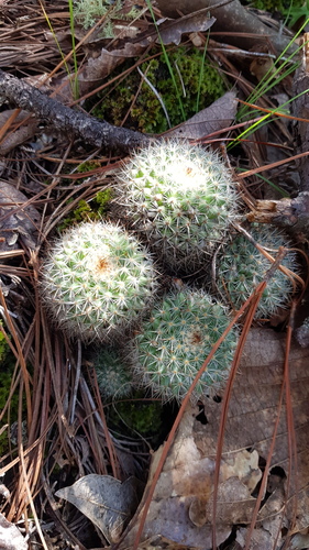 Mammillaria albilanata