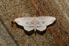 Melanolophiini