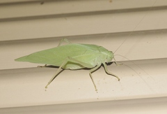 Microcentrum latifrons