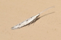 Plutellidae