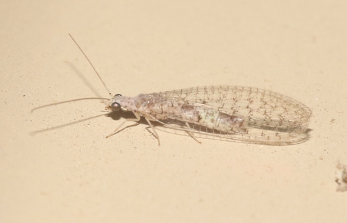 Eremochrysa pumilis