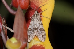 Eucereon chloraenoma
