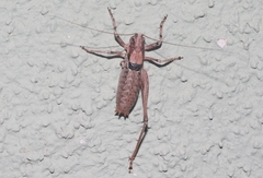 Eremopedes ephippiata