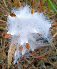 Asclepias viridiflora