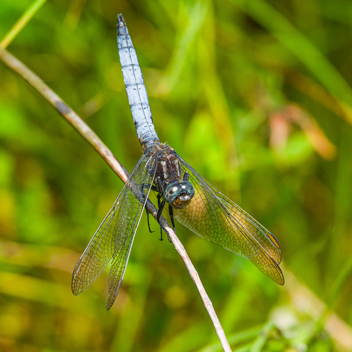 Keeled Skimmer