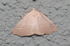 Destutia excelsa