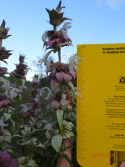 Monarda viridissima