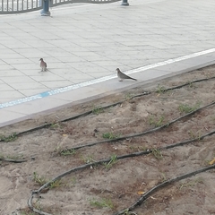 Streptopelia senegalensis