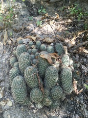 Mammillaria sheldonii