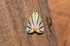 Dichogama prognealis