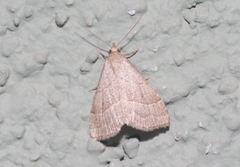 Zelicodes linearis