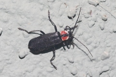 Discodon bipunctatum