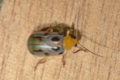 Exora obsoleta