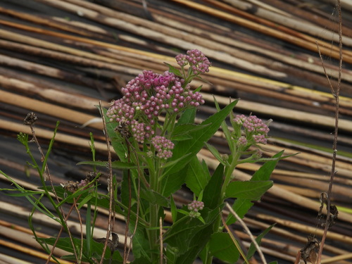 iNaturalist observation photo of marsh fleabane