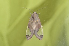 Bertholdia specularis