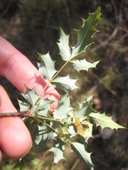 Berberis swaseyi